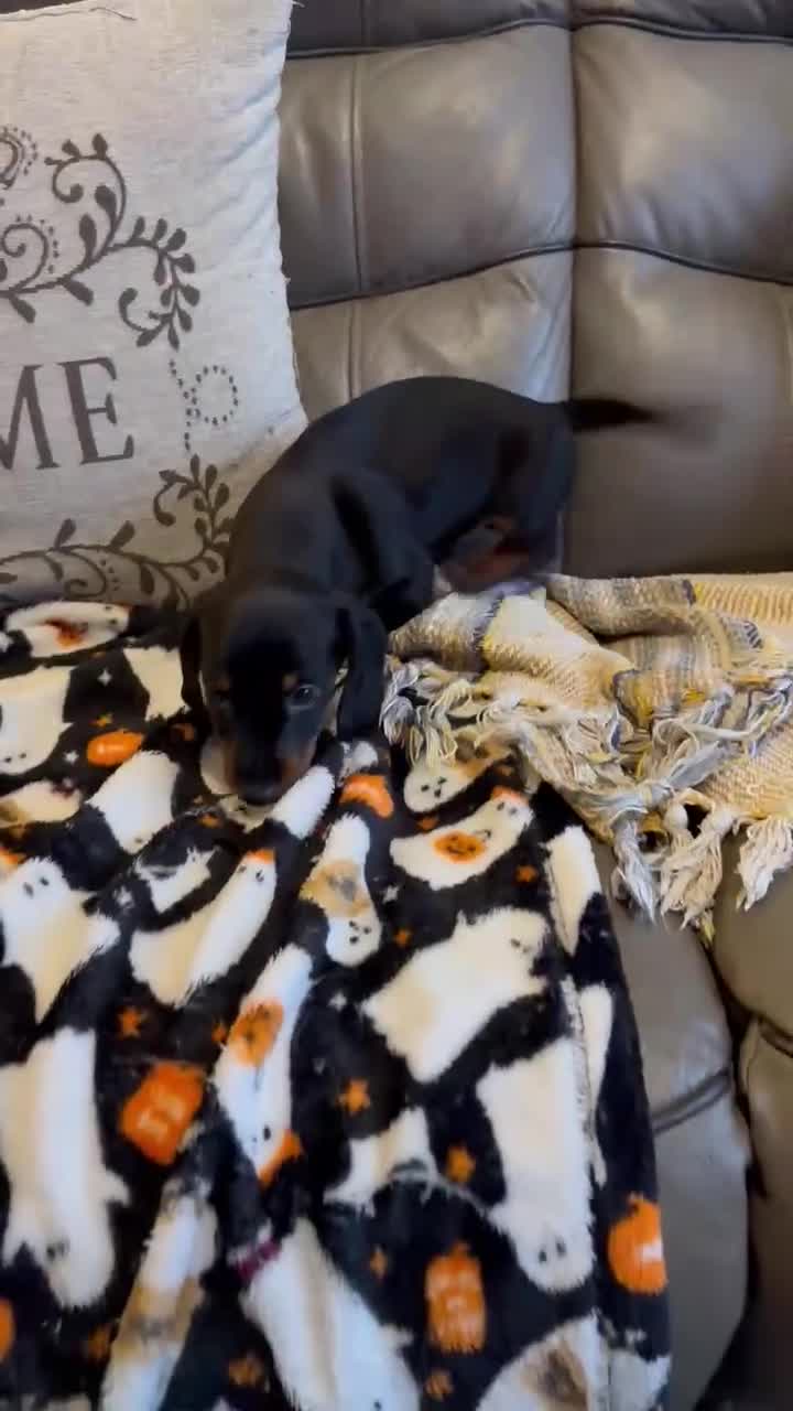 Miniature Dachshund dogs for sale: Miniature Dachshund Puppies ready to go 3/12/25 - Video 2