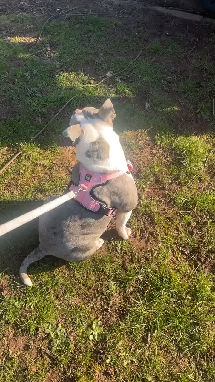 American Bully dogs for sale: Pocket Bully – 2 year old  - Video 1