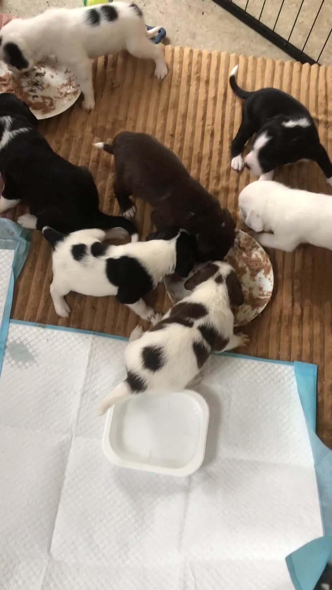 Mixed Breed dogs for sale: Border collie x Cockapoo  - Video 3