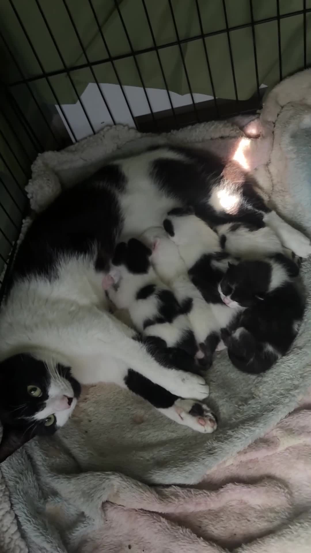 British Shorthair cats for sale: Adorable Kittens Looking for Loving Homes 🐾  - Video 2