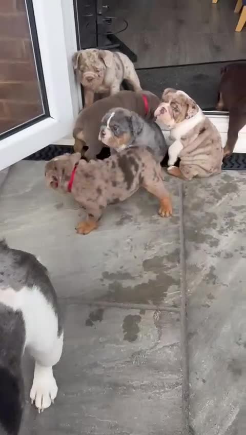 English Bulldog dogs for sale: Bulldog Puppies Champion bloodlines - Video 2