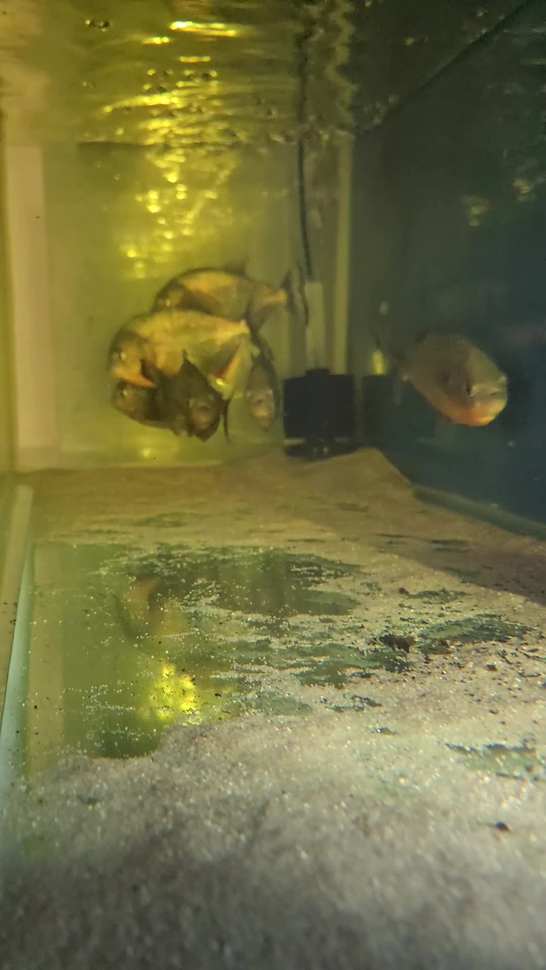 Piranhas fish for sale: Red belly piranhas  - Video 1