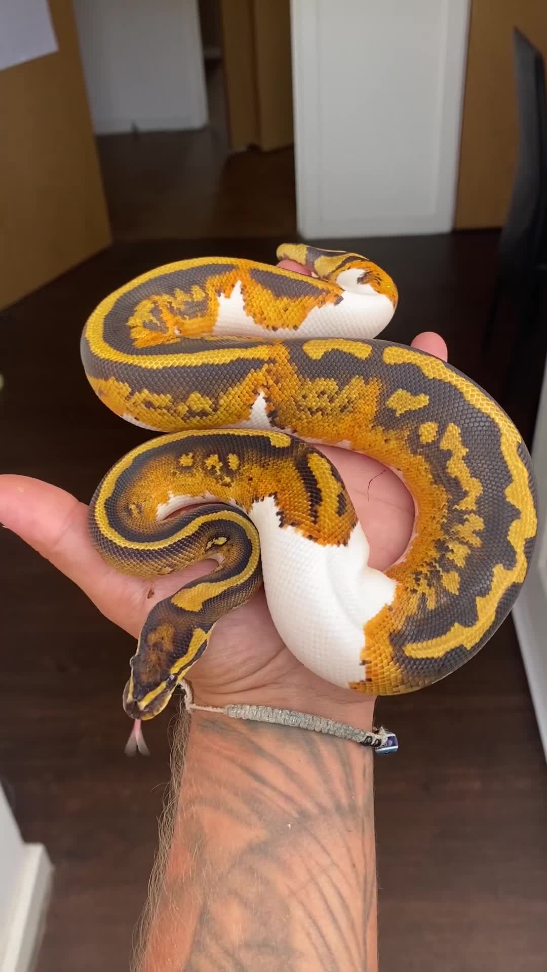 Python Snake reptiles for sale: 0.1 YB Pied 100% Het Hypo & 1.0 Pied Het Hypo - Video 1