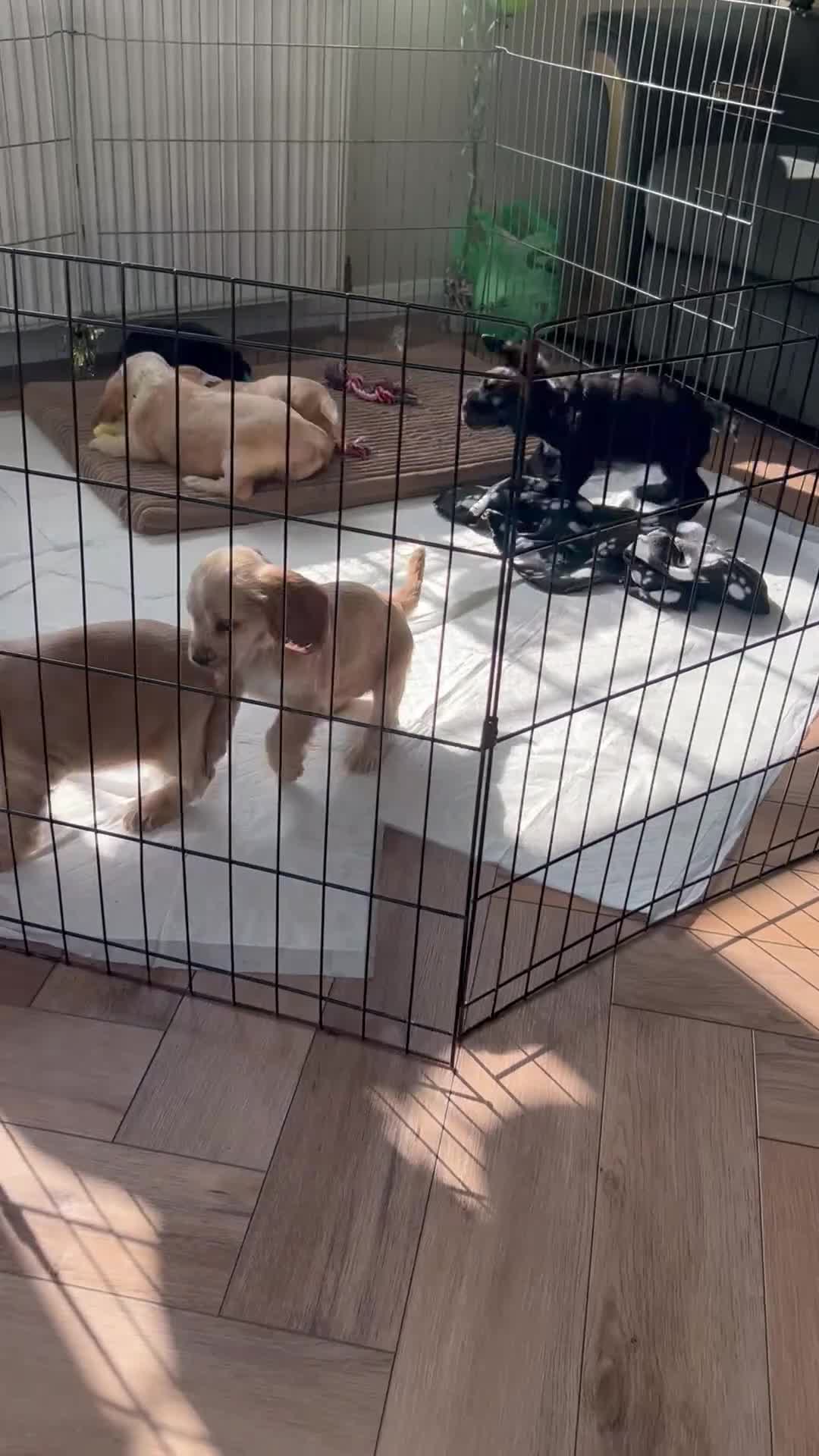 Cocker Spaniel dogs for sale: Quality DNA clear show cocker spaniels  - Video 1