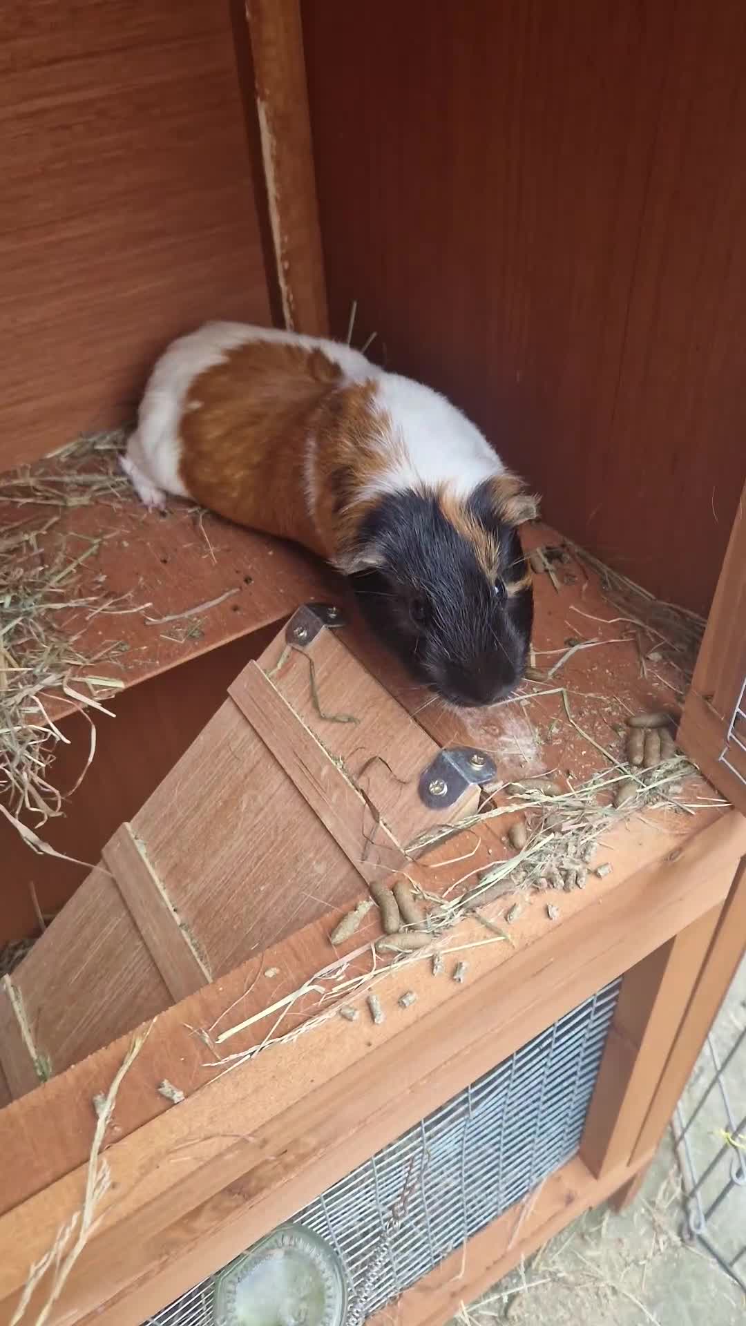 Guinea Pig rodents for sale: Male guinea pigs for sale - Video 1