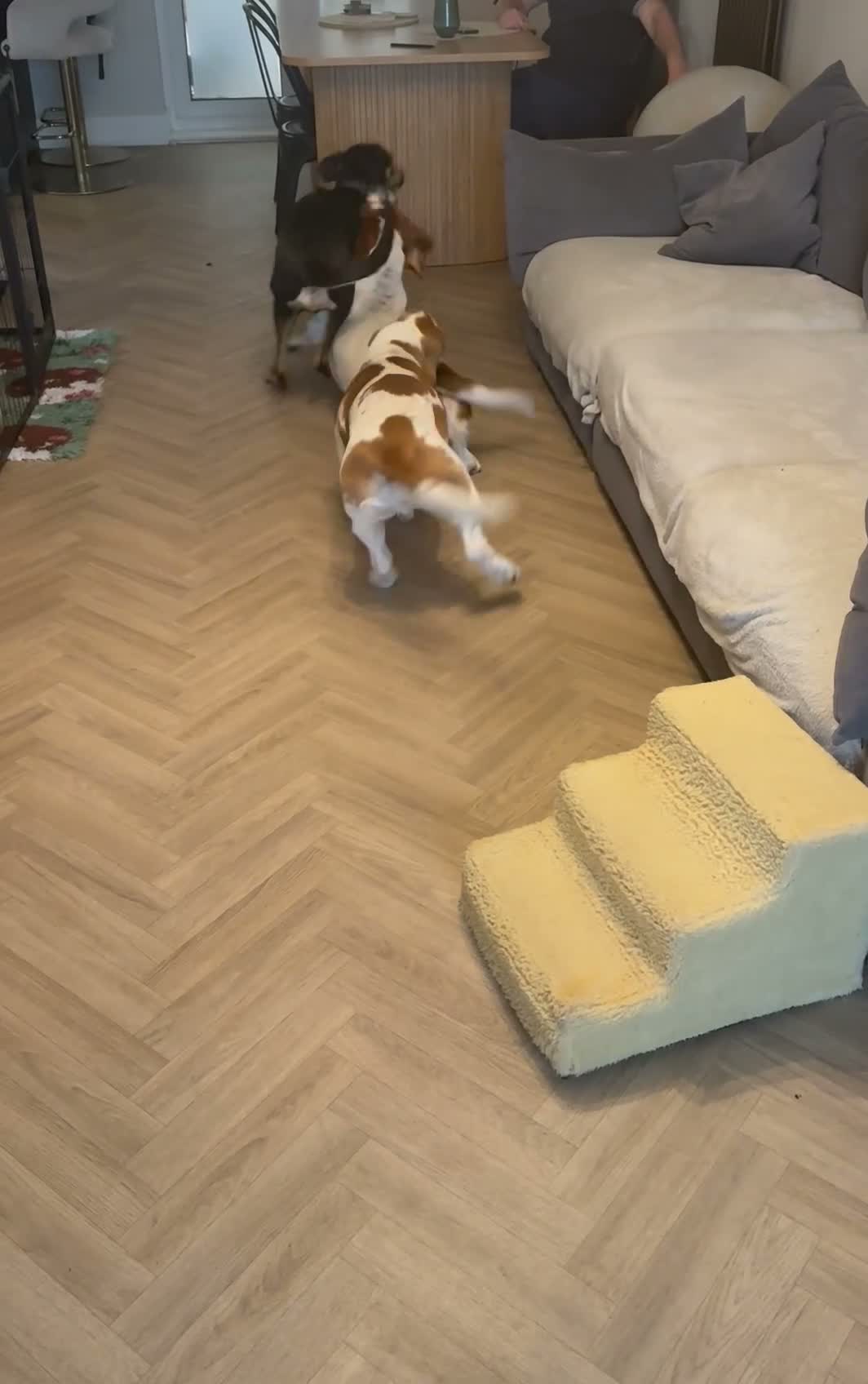 Mixed Breed dogs for sale: ARLO – A HANDSOME  SMART BOY WITH  ENDLESS CUDDLES - Video 1