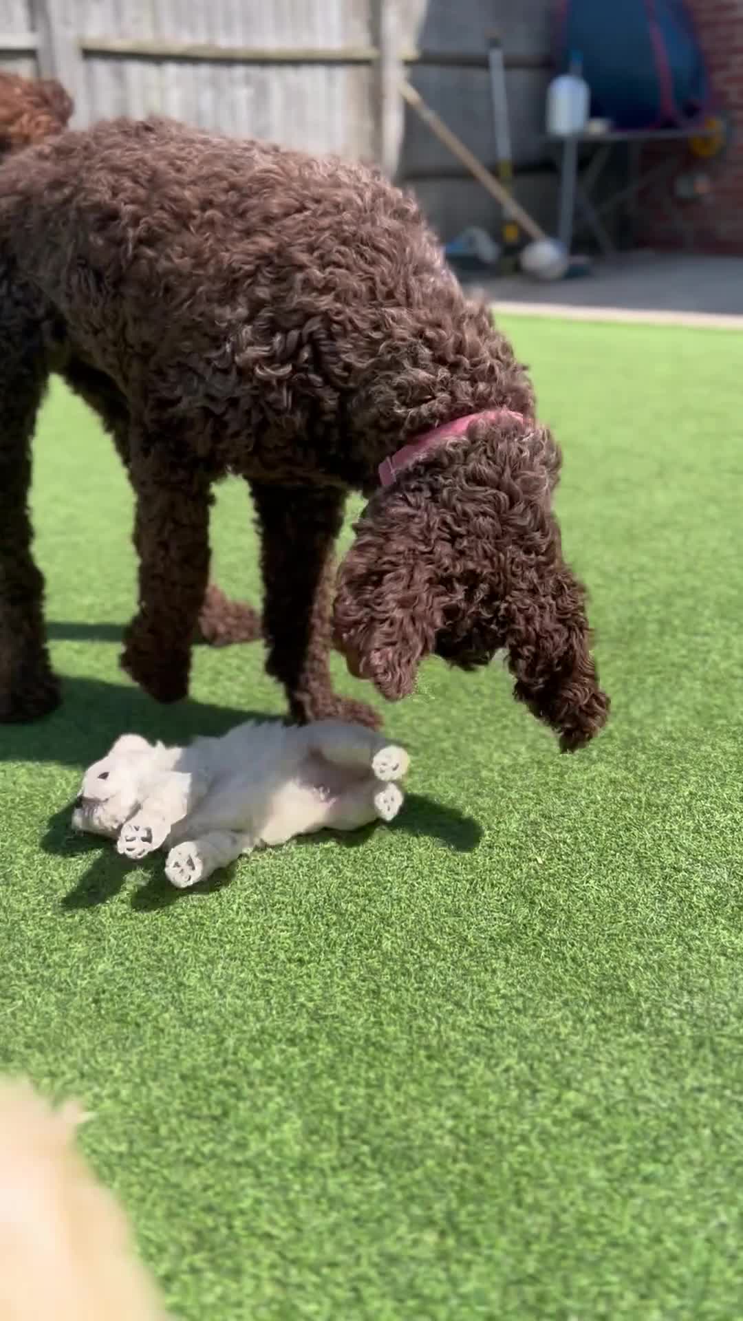 Cockapoo dogs for sale: Our little beauties in York - Video 3