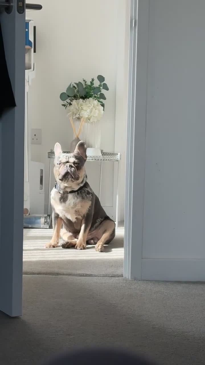 French Bulldog dogs for stud: French bulldog for stud  - Video 2