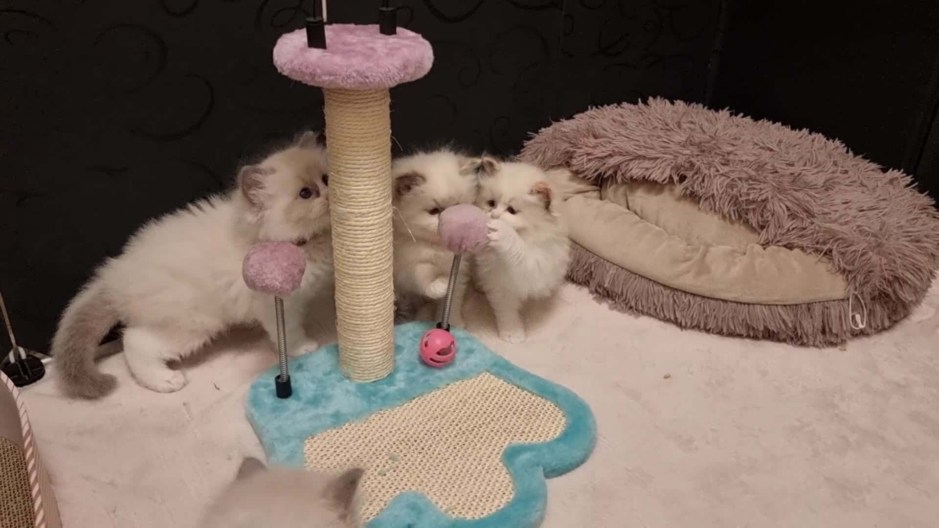 Ragdoll cats for sale: Pedegree stuning Ragdoll kittens - Video 2