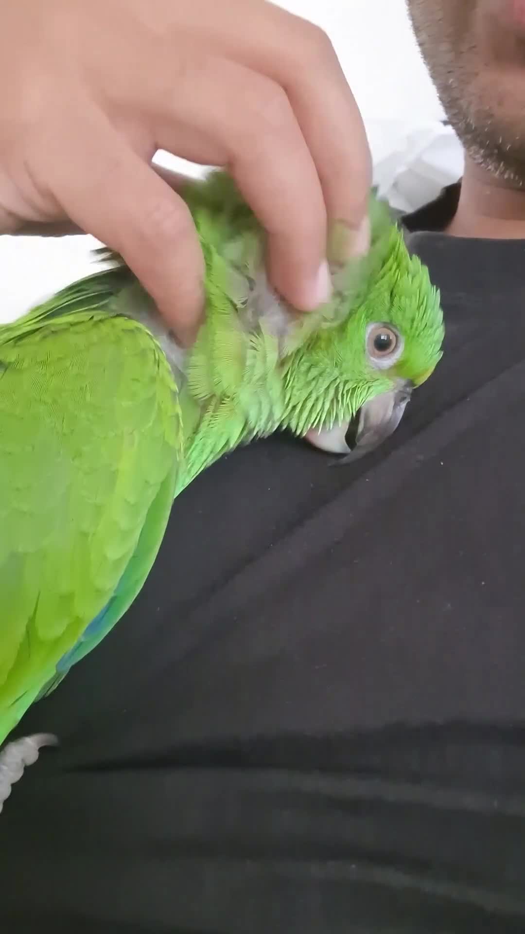 Parrots birds for sale: Baby yellow naped amazon - Video 1