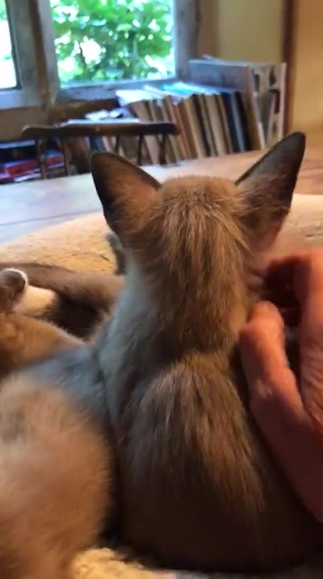 Tonkinese cats for sale: Exquisite Tonkdolls - Video 2