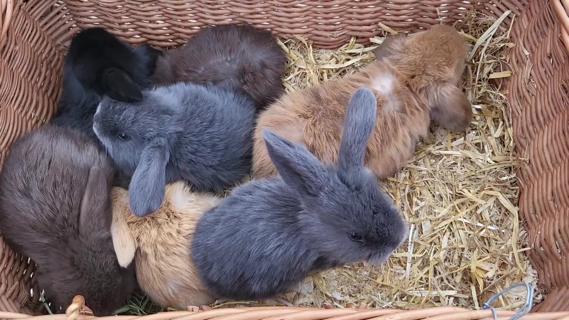 Mini Lop rabbits for sale: 7x Beautiful Mini lops - Video 1