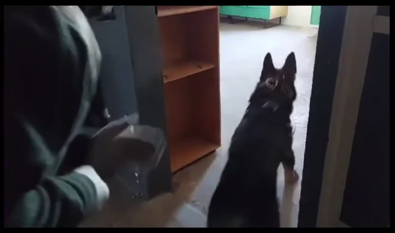 German Shepherd dogs for sale: Pick of Litter "Zeus" – DDR Working Line GSD - Video 3