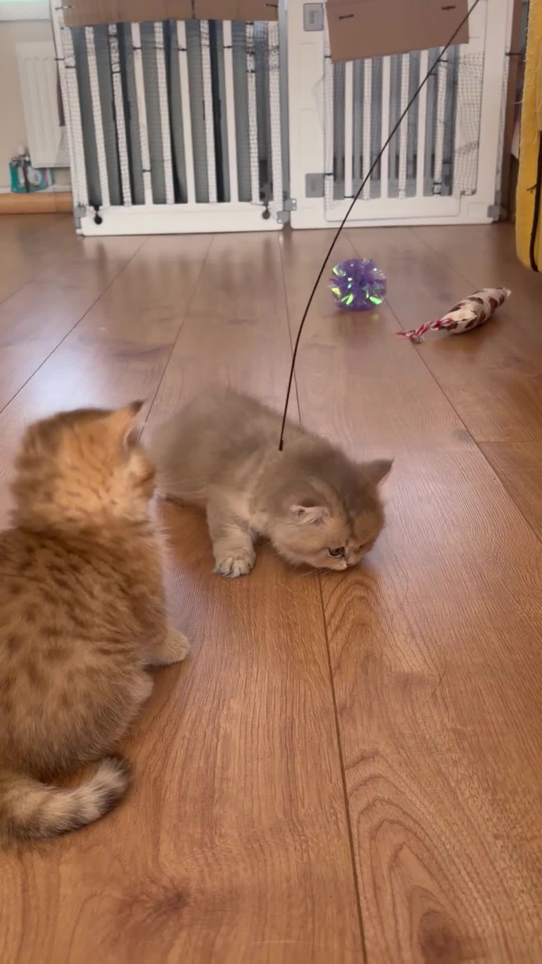 British Shorthair cats for sale: GOLDEN BSH KITTENS AVAILABLE FOR RESERVATION - Video 1
