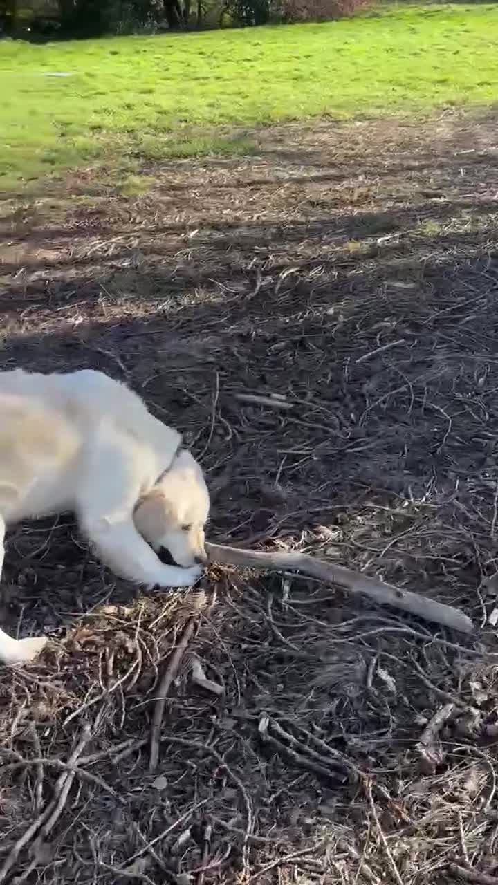 Golden Retriever dogs for sale: Golden Retriever Puppies – Reservations Open💚 - Video 1