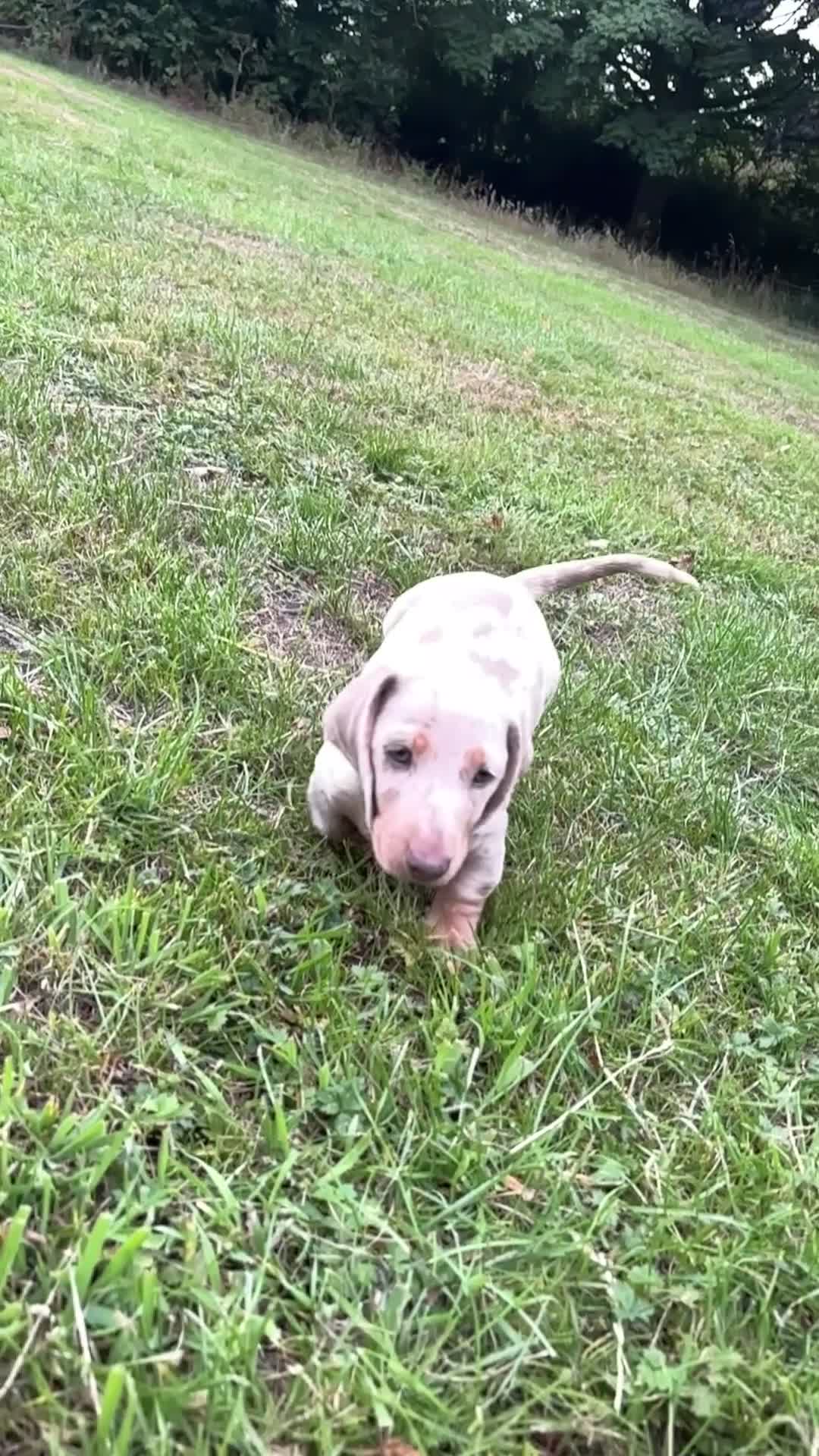 Miniature Dachshund dogs for sale: Miniature dachshund ready now.  - Video 1