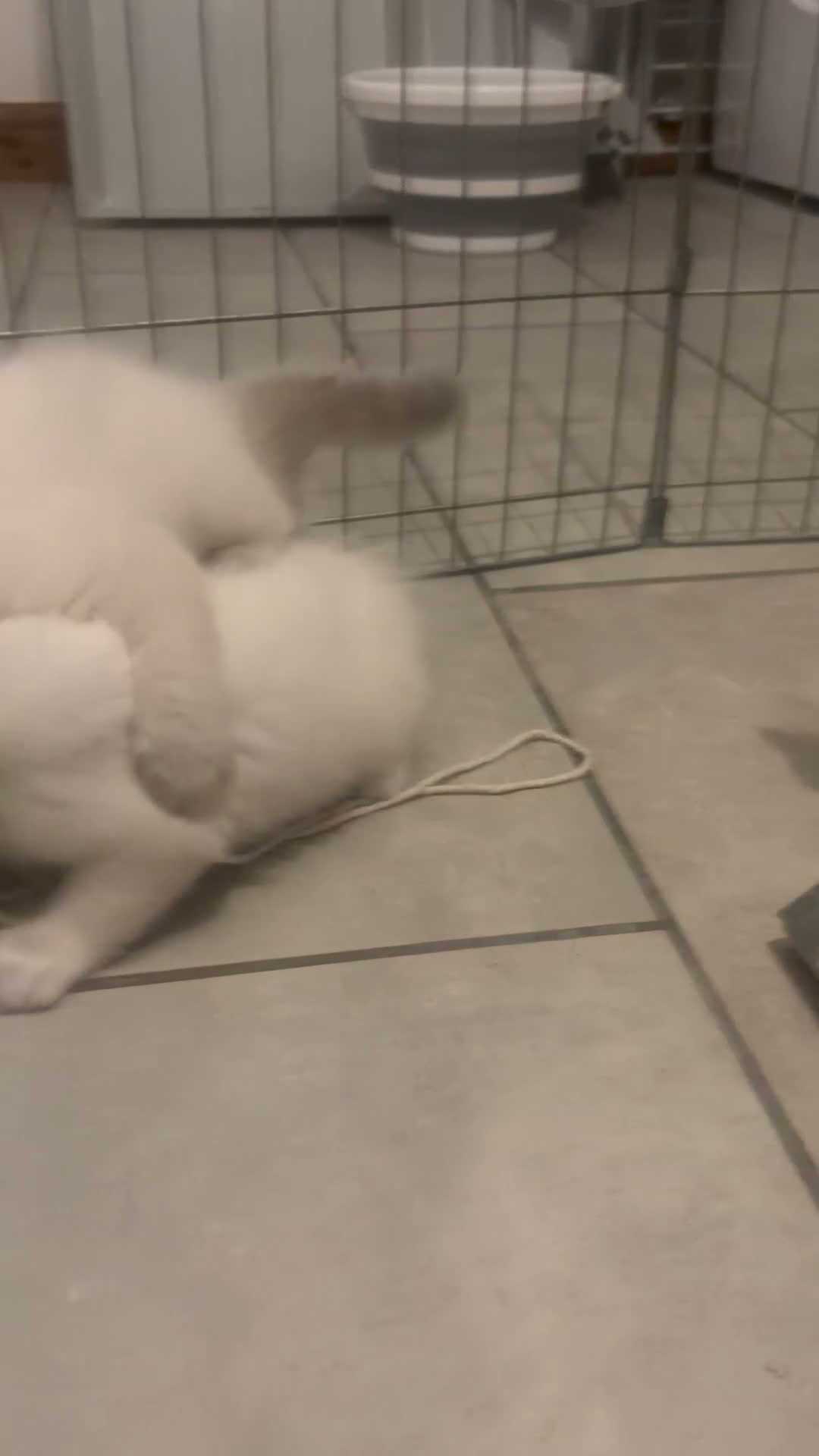 Ragdoll cats for sale: Ragdoll Kittens  - Video 1