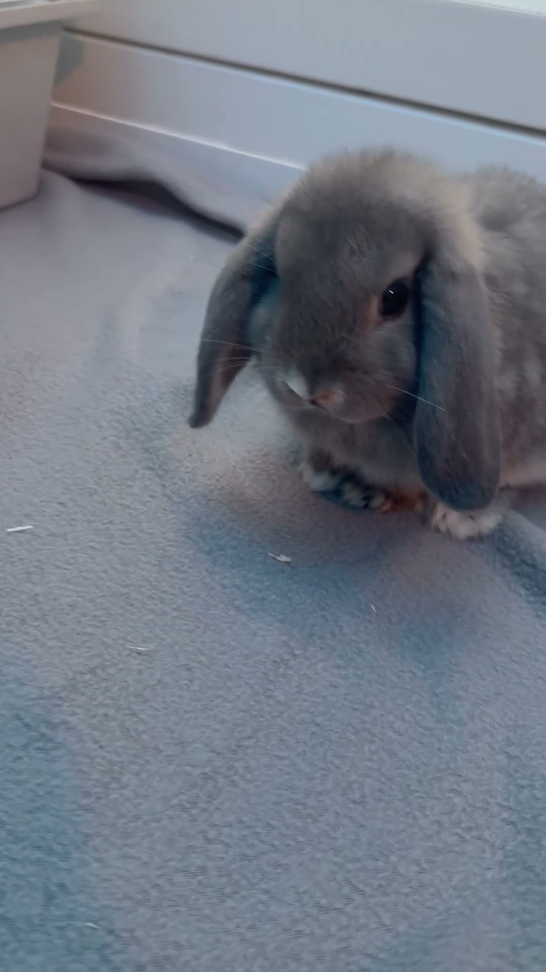 Mini Lop rabbits for sale: Mini loop bunnies  - Video 2