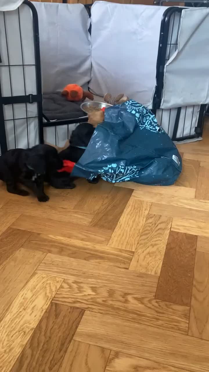 Cocker Spaniel dogs for sale: KC working cocker spaniel puppies! - Video 3
