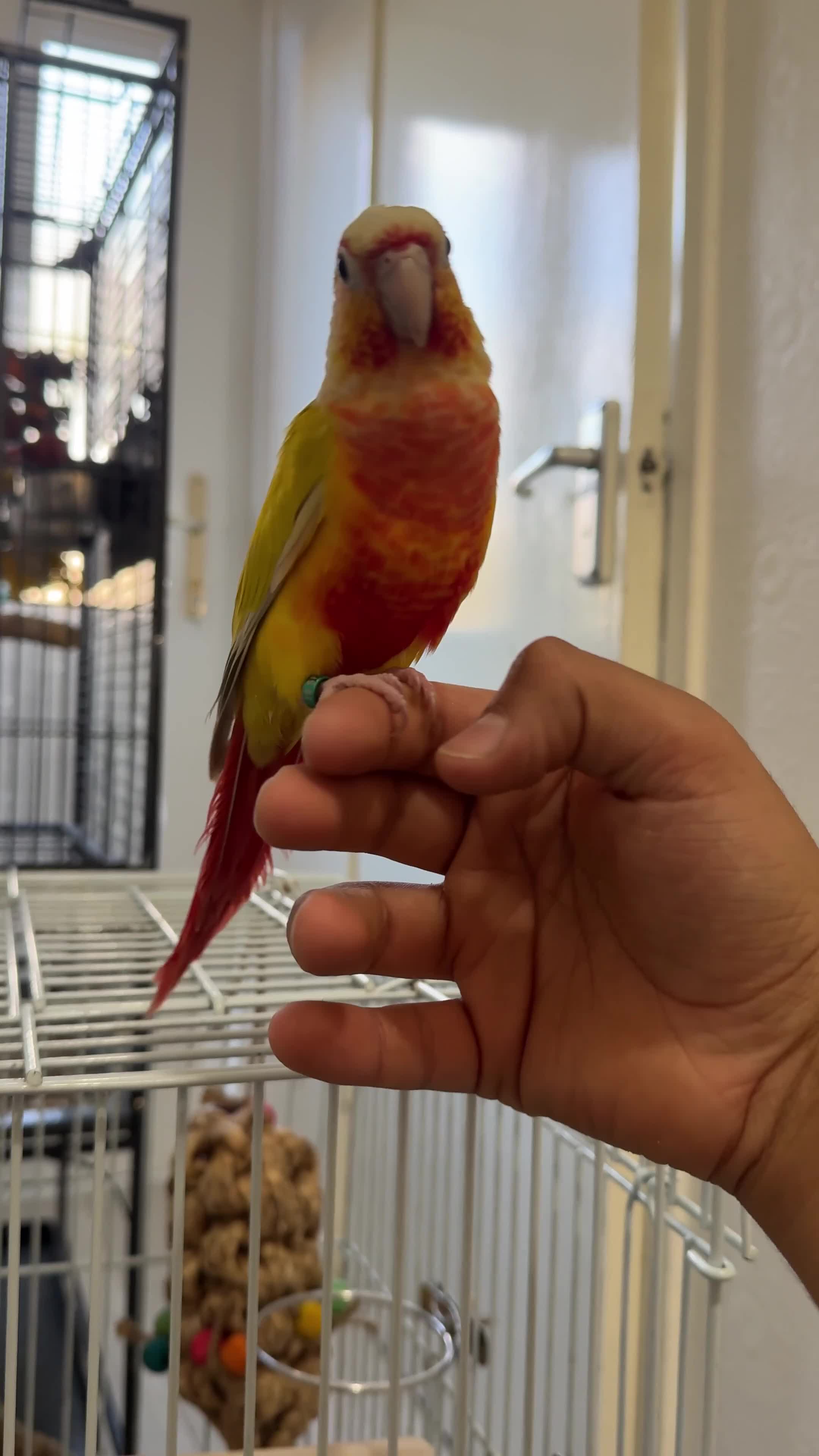 Conures birds for sale: Suncheek conure fully tame & hand reared - Video 1