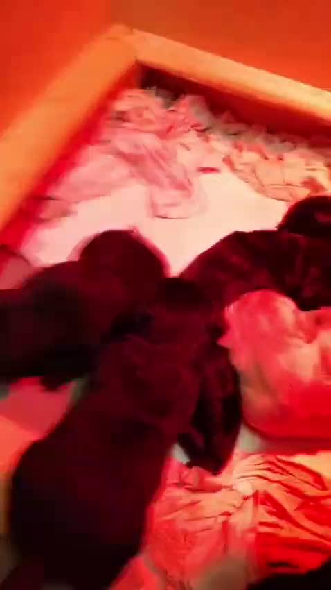 Labrador Retriever dogs for sale: Labrador Puppies for sale  - Video 1