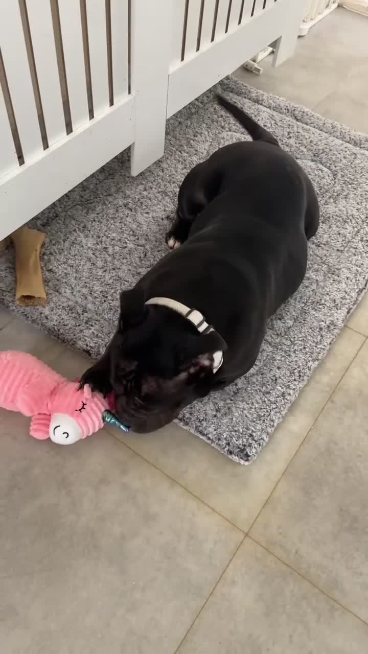 American Bully dogs for sale: Pocket bully - Video 1