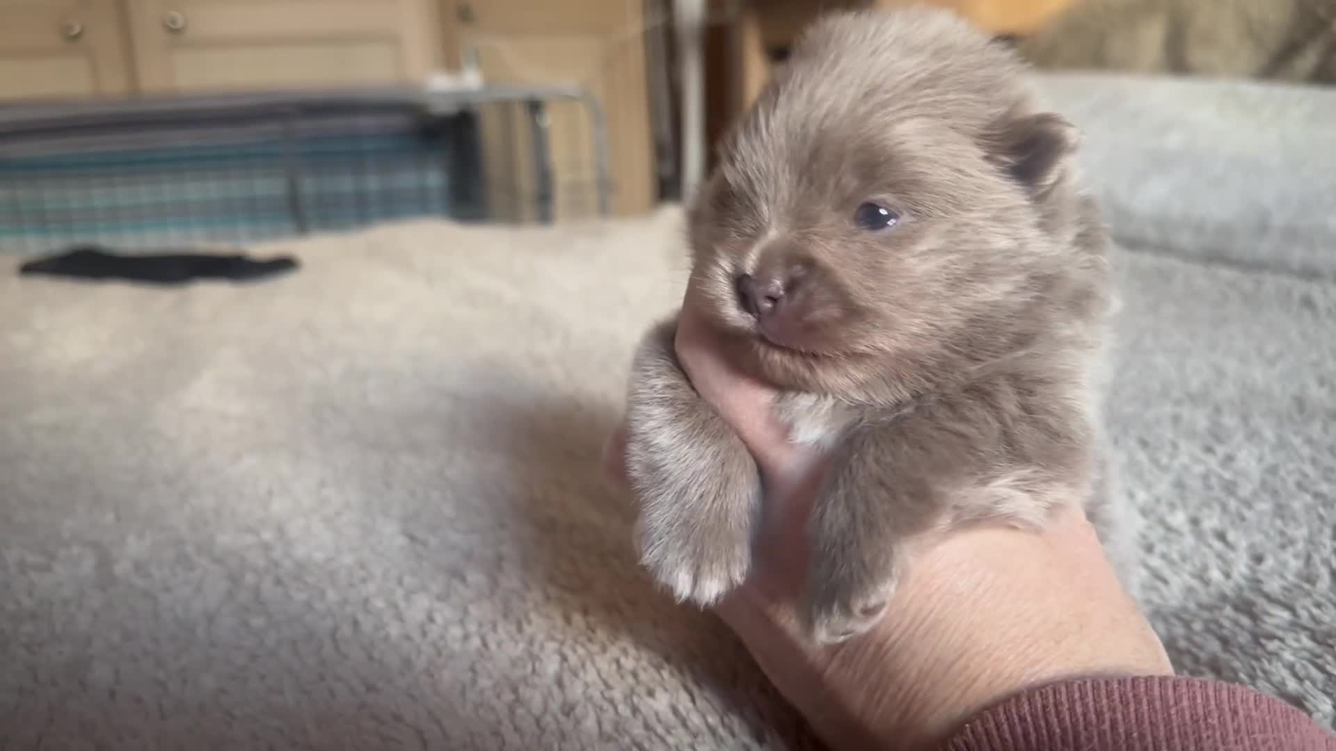 Pomeranian dogs for sale: Outstanding Quality Pomeranian  - Video 3