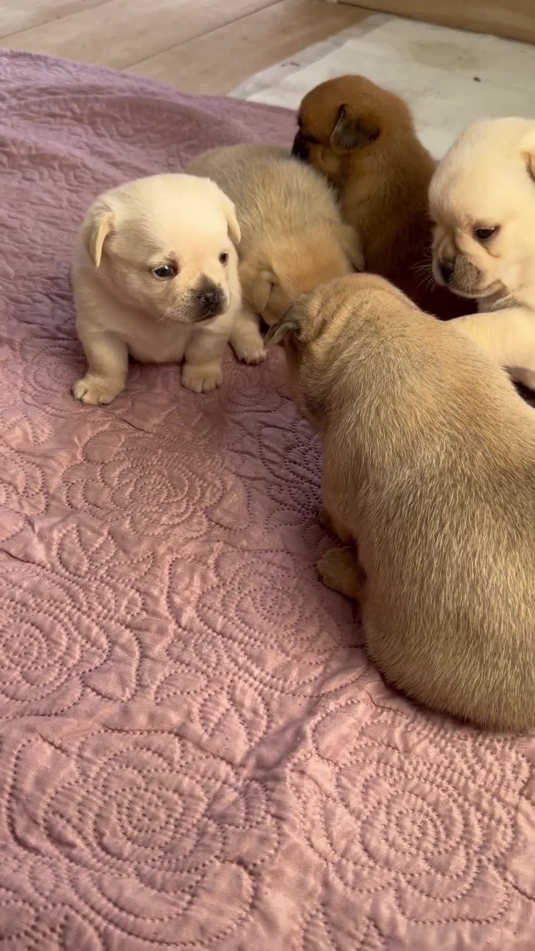 Mixed Breed dogs for sale: Adorable Pug x Pomeranian Puppies  - Video 1