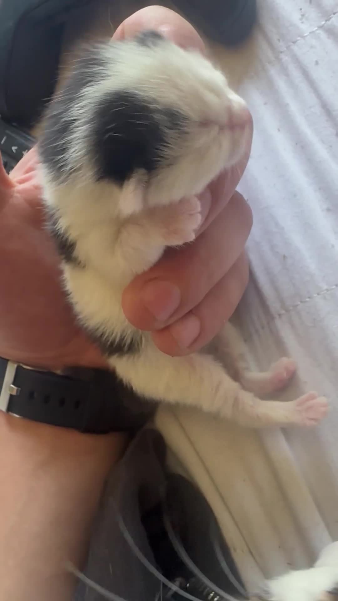 Mixed Breed cats for sale: 5 Cute kittens 🐈 - Video 1