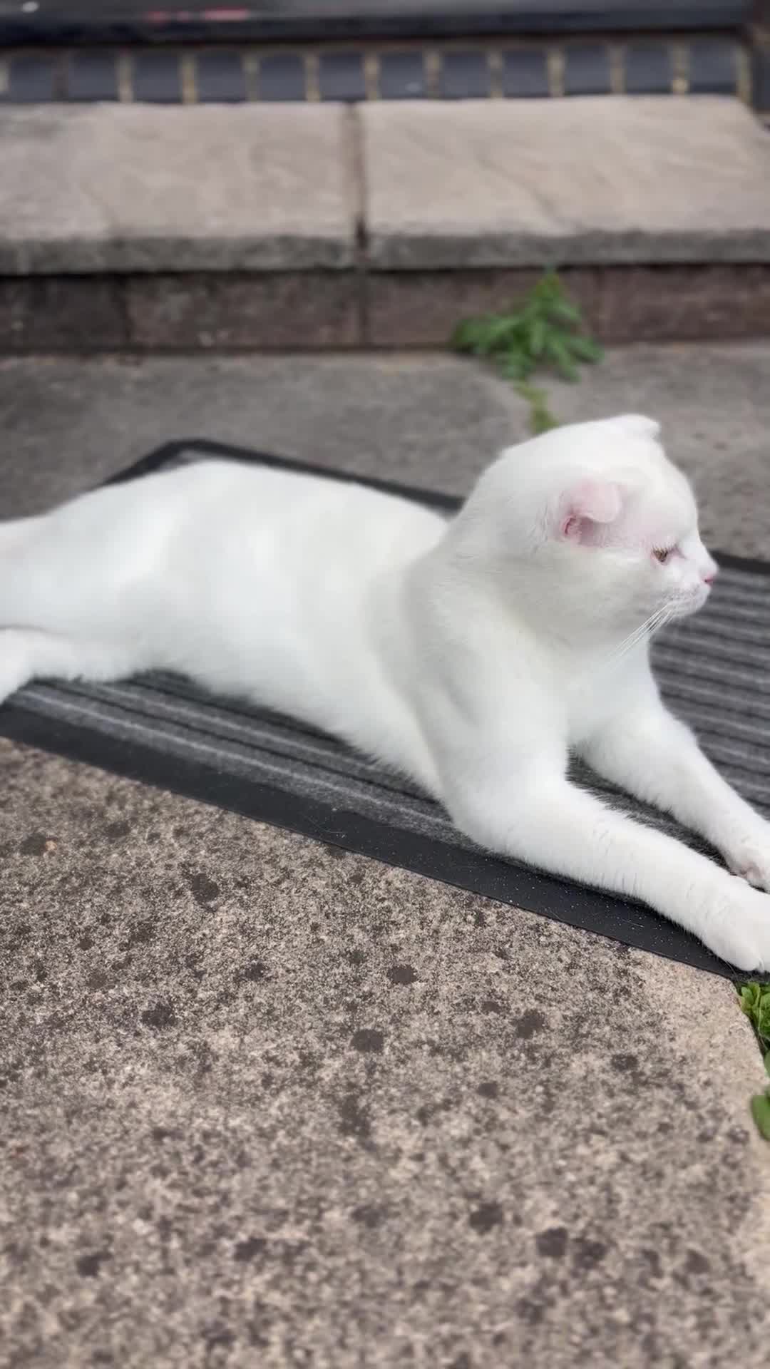 Scottish Fold cats for sale: Pure white Scottish Fold Dobby & odd eye Cyclops  - Video 1