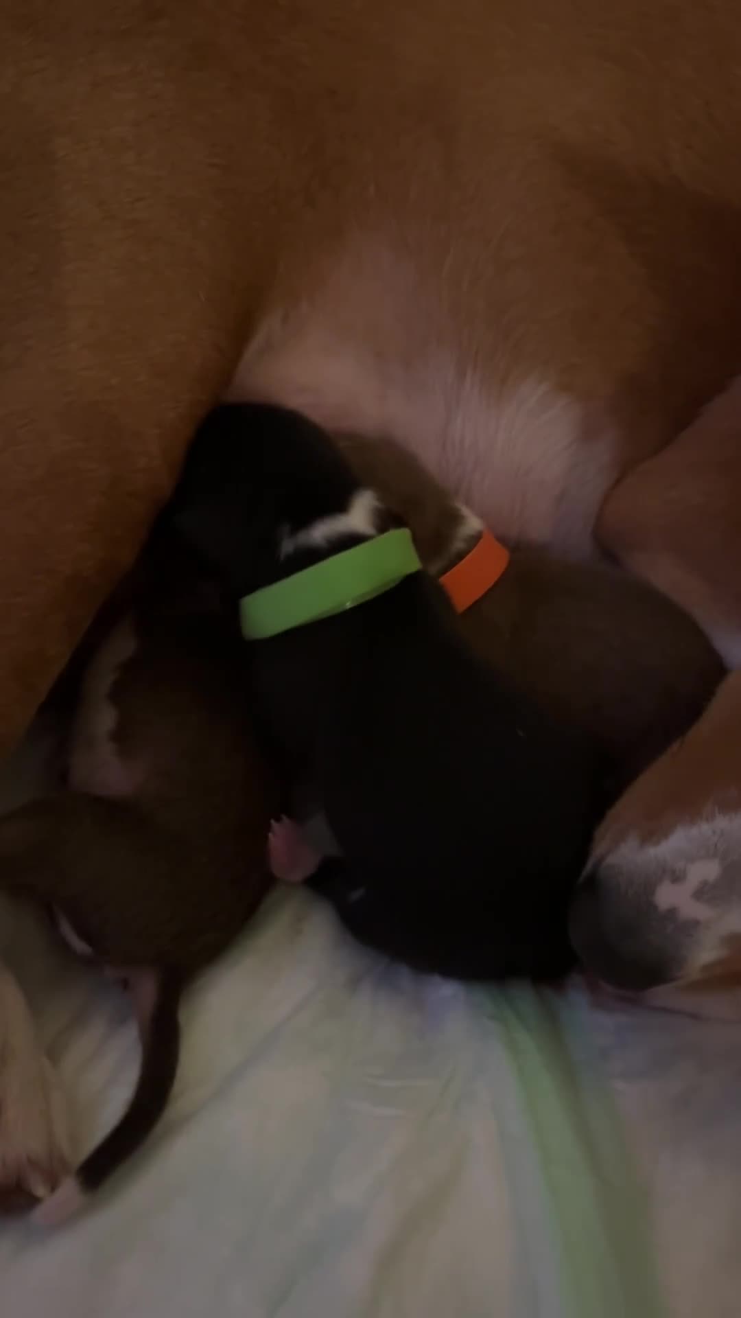 Basenji dogs for sale: Basenji puppies  - Video 4