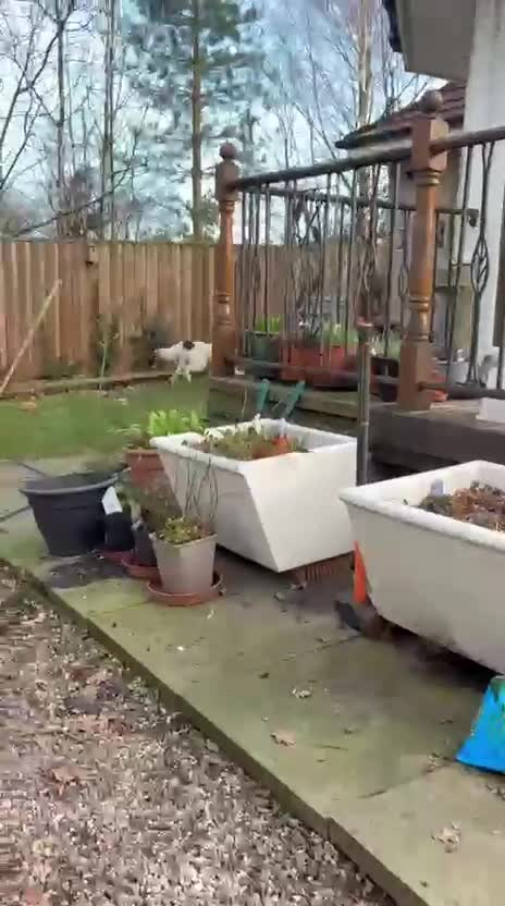 Mixed Breed dogs for adoption: ACE - HELP HIM COME UP TRUMPS! - Video 2