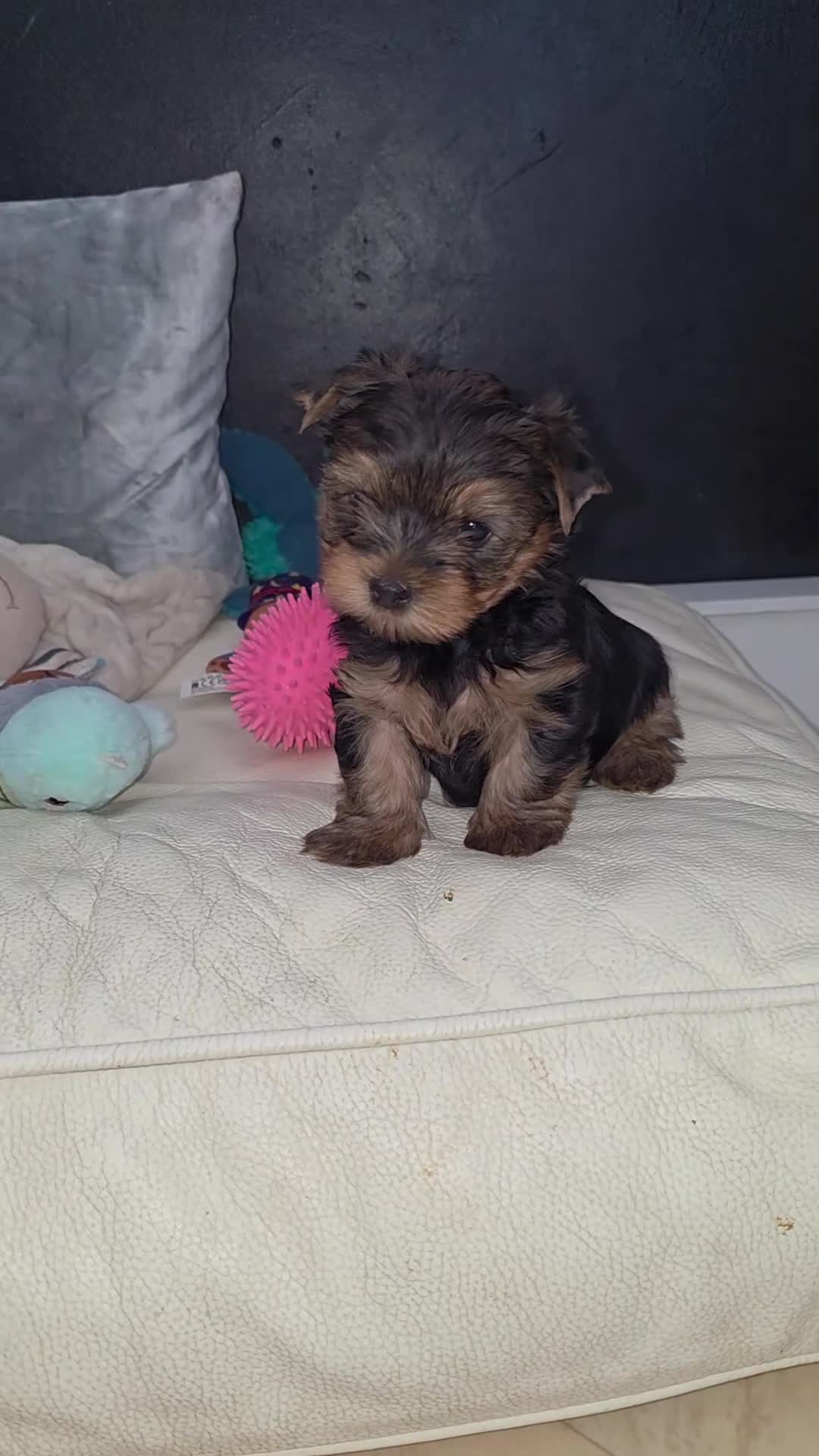 Yorkshire Terrier dogs for sale: Pedigree miniature Yorkshire terriers puppies  - Video 1