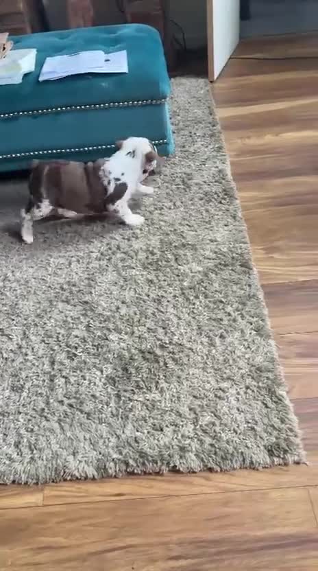 English Bulldog dogs for sale: Beautiful bulldog girl puppy  - Video 1