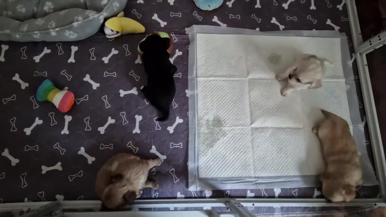 Chihuahua dogs for sale: Stunning Chihuahua Puppies Ready Soon 🐾 - Video 1