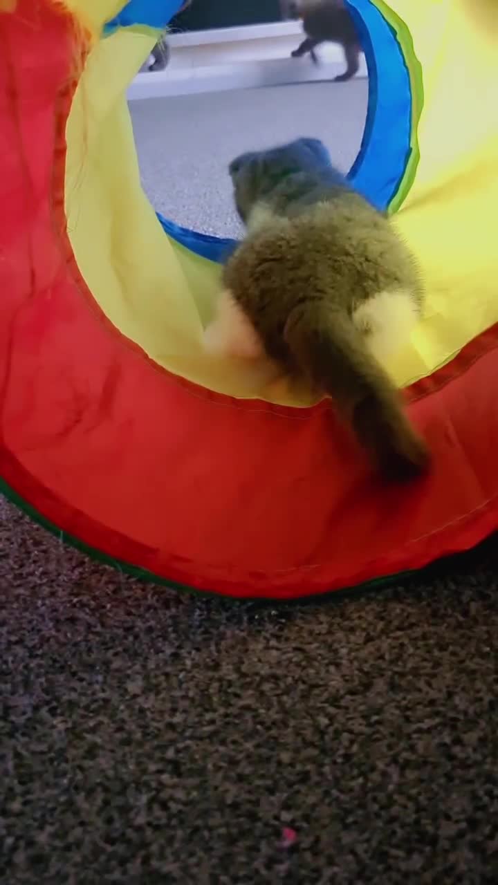 Scottish Fold cats for sale: Last beautiful kitten reduced  - Video 2