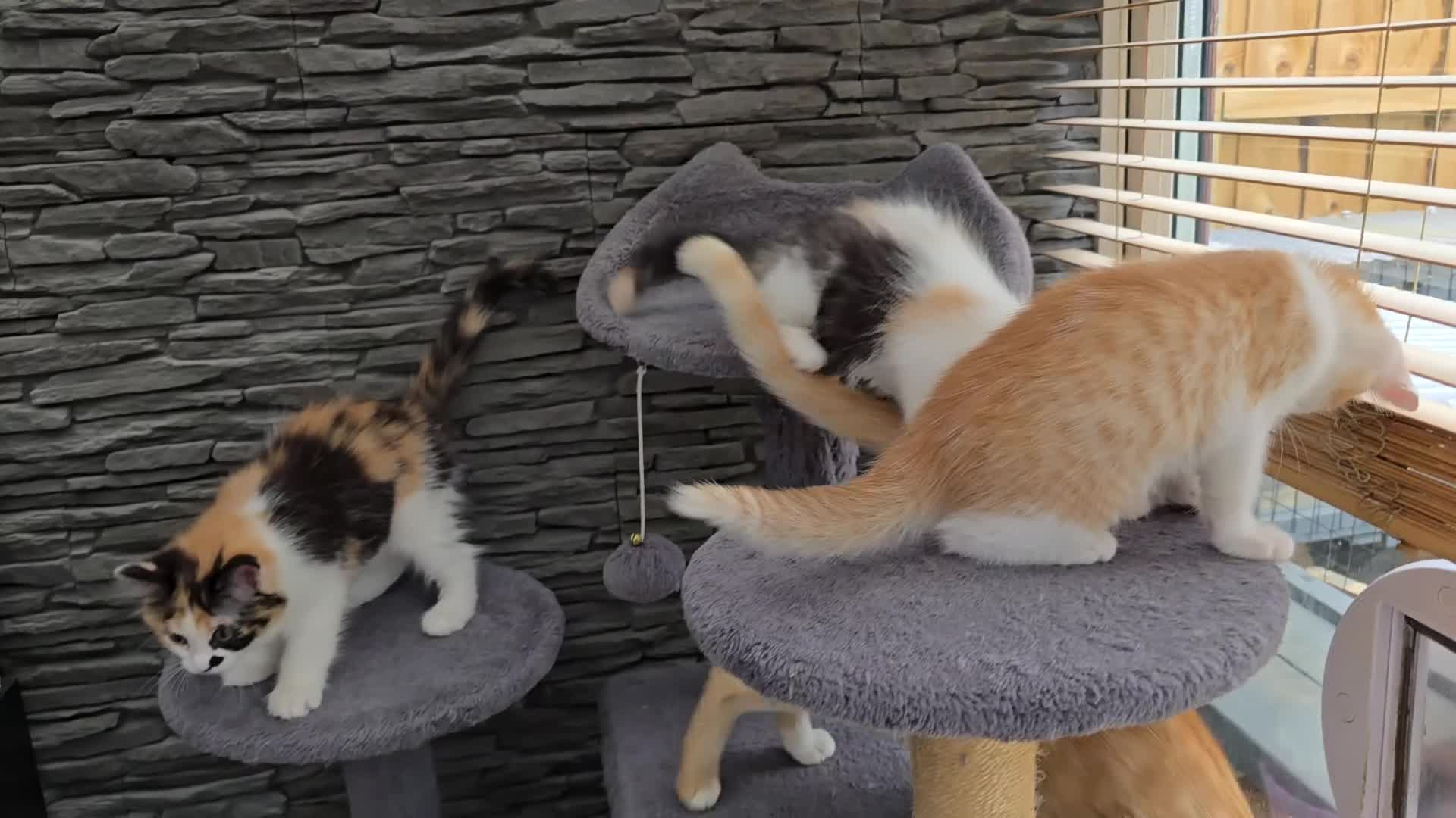 Mixed Breed cats for sale: Beautiful kittens - Video 1