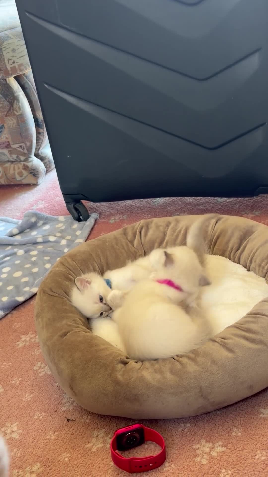 Ragdoll cats for sale: Ragdoll kittens for sale in Swindon - Video 1