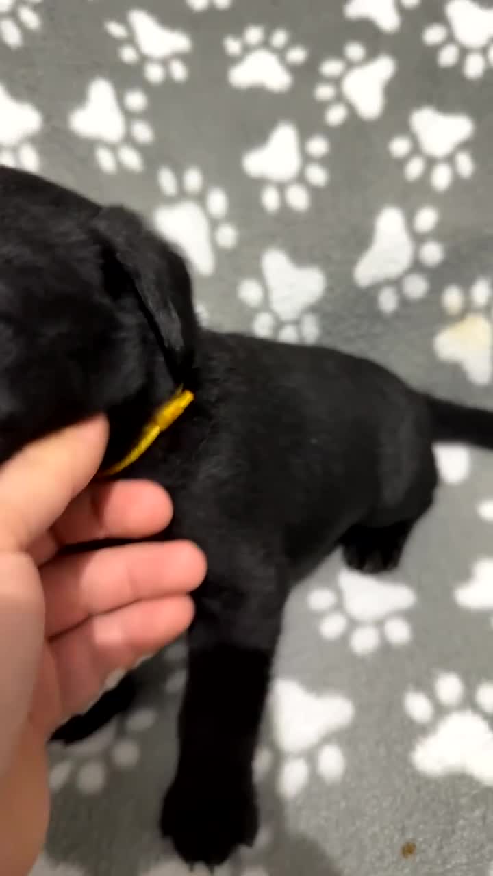 Labrador Retriever dogs for sale: Labrador puppies  - Video 1