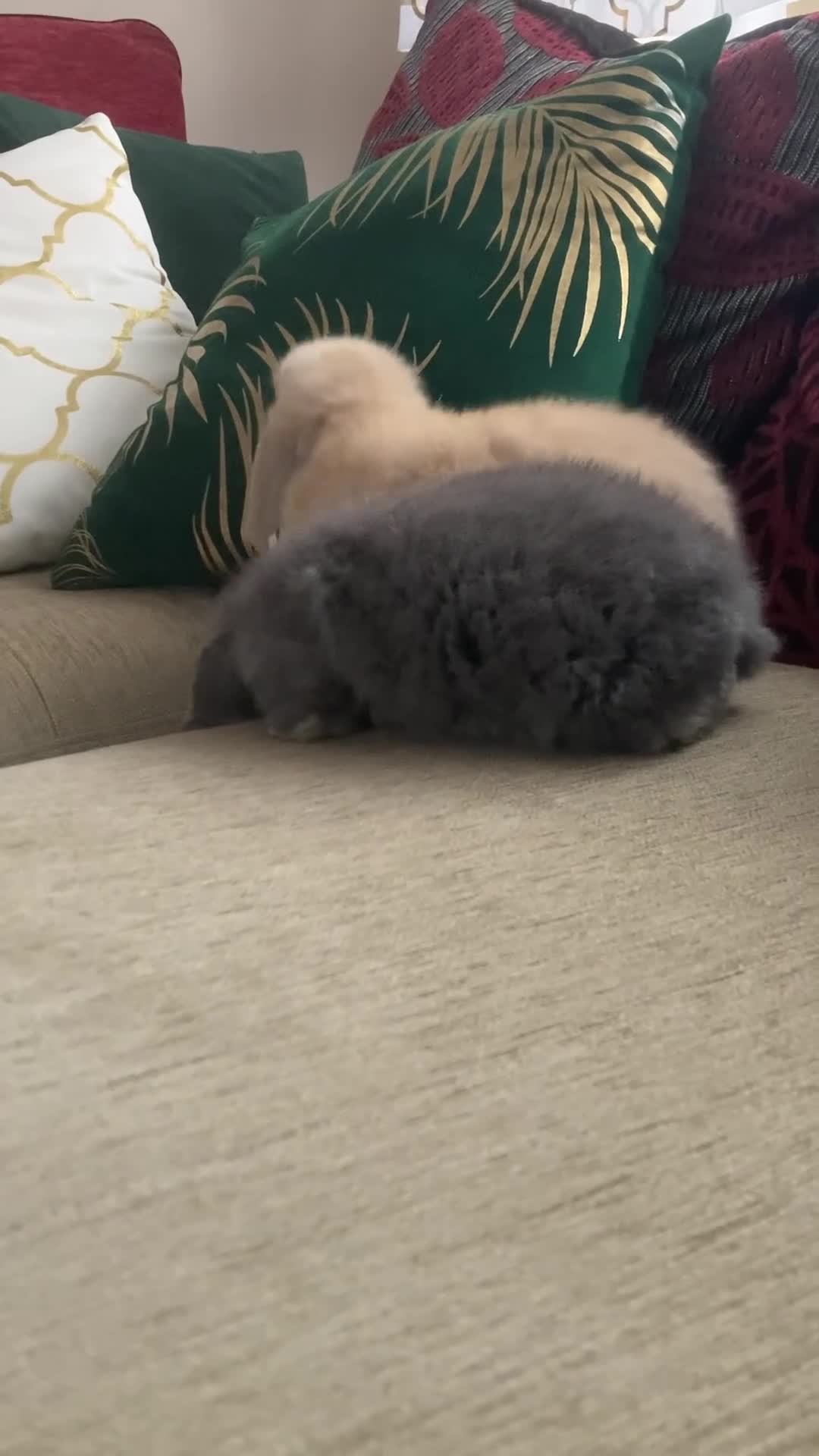 Mini Lop rabbits for sale: 2 Beautiful Mini Lop Baby Does  - Video 1