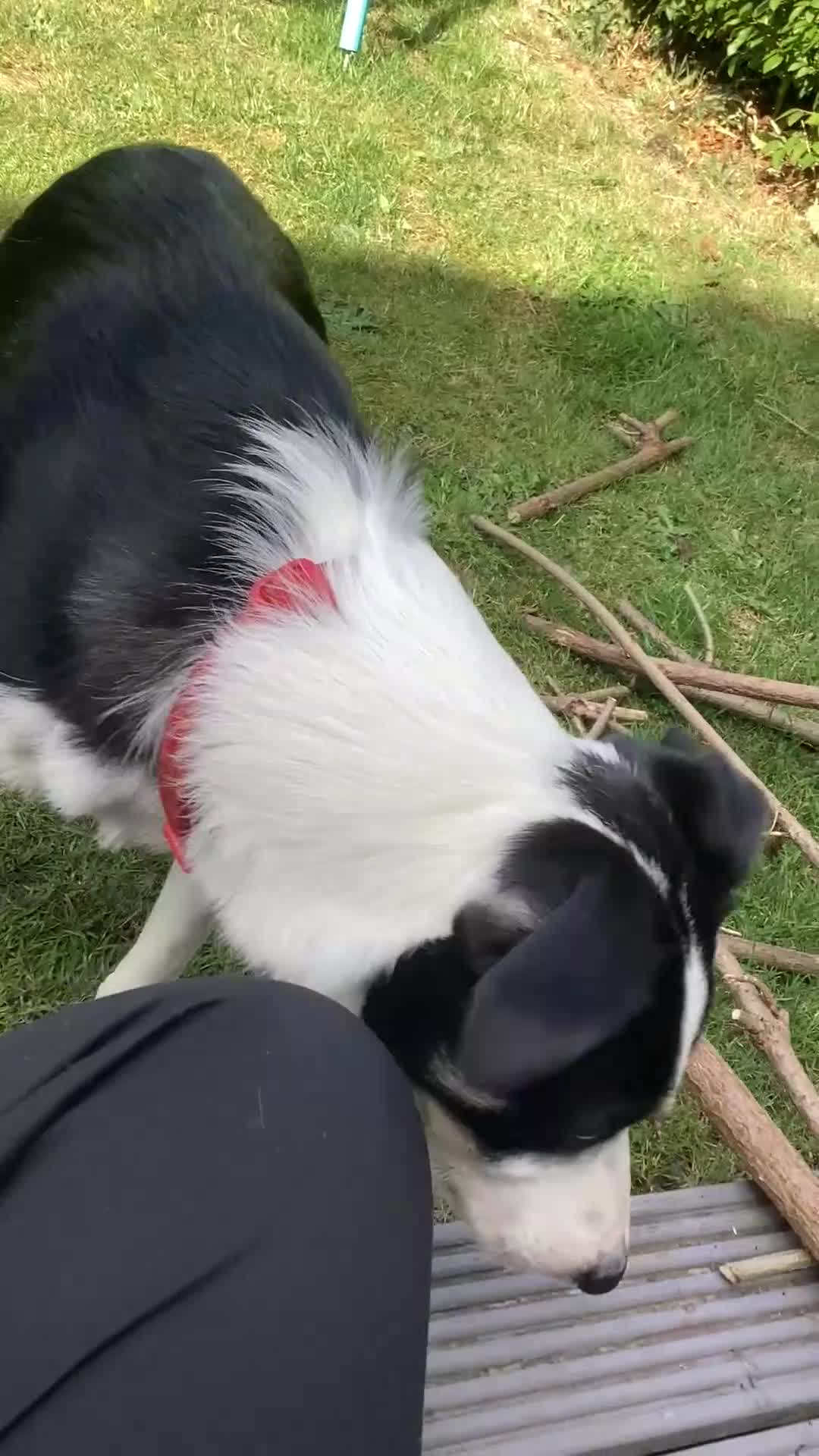 Border Collie dogs for sale: Border collie 11 months old trained - Video 3