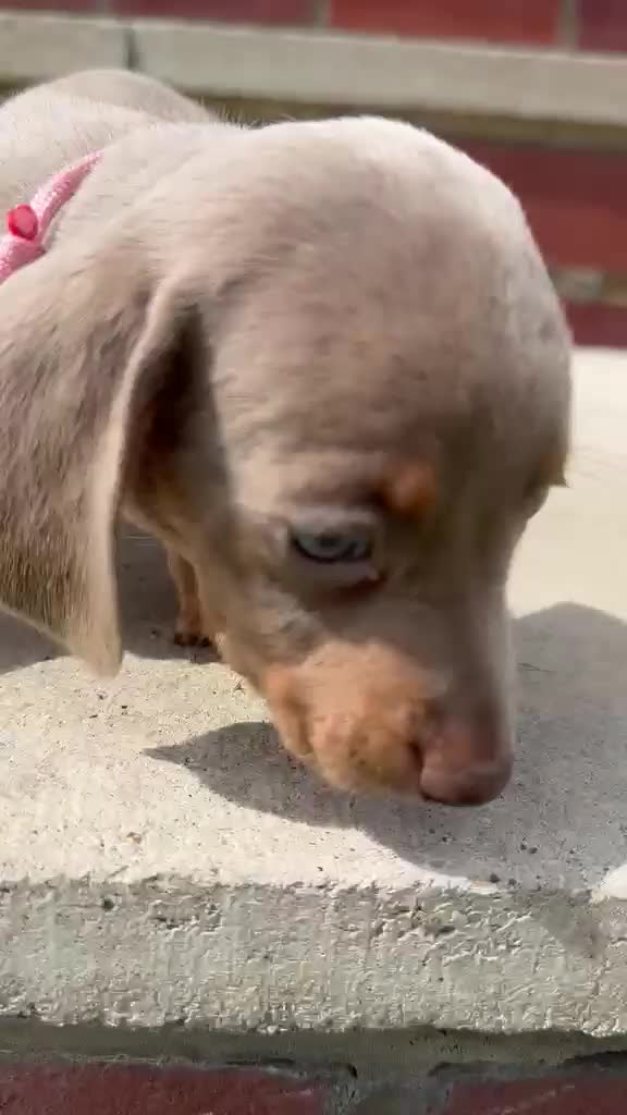 Miniature Dachshund dogs for sale: Kc Mini dachshund puppy’s  READY To LEAVE🐶🐶🐶 - Video 1