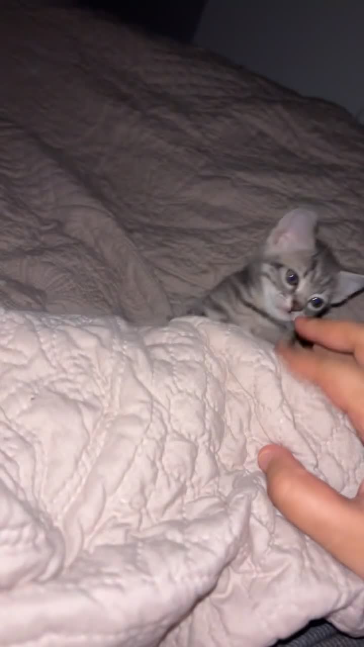 Mixed Breed cats for sale: female kitten for sale  - Video 1