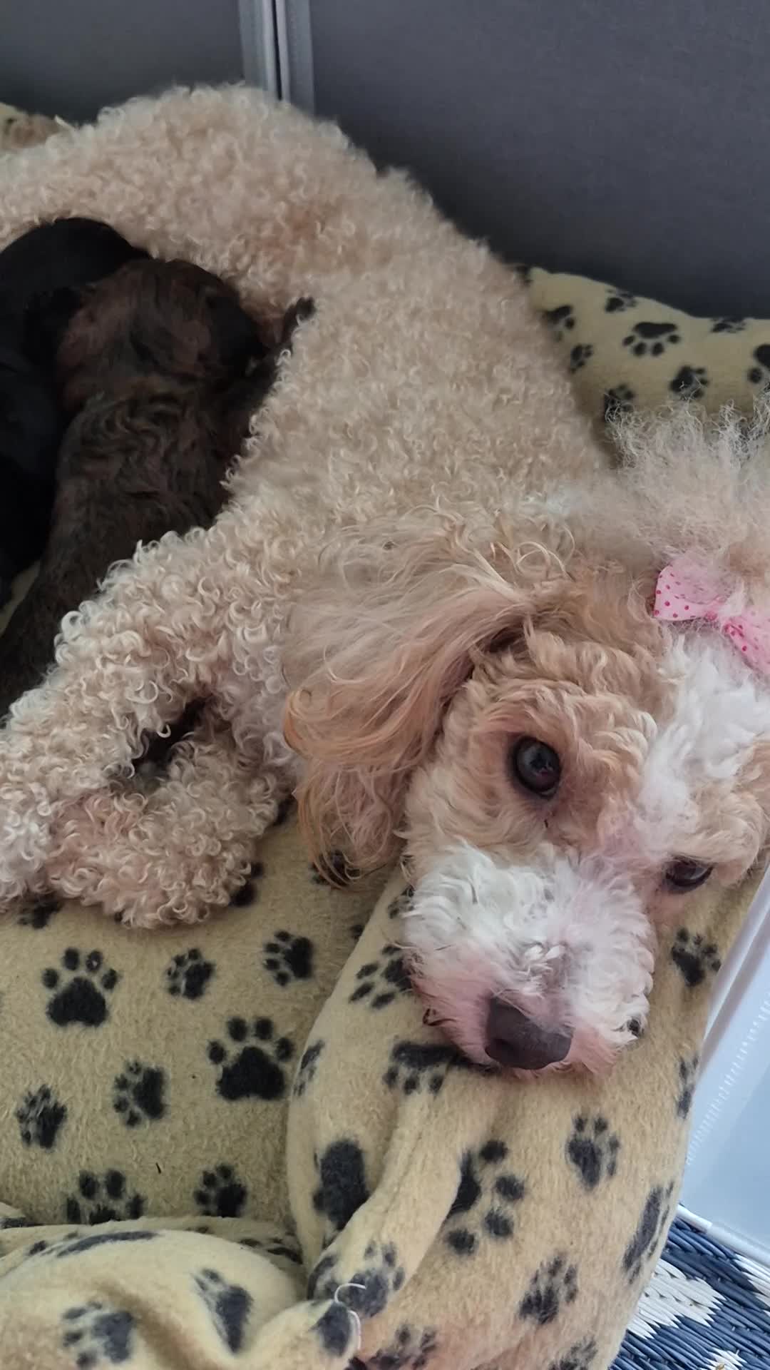 Mixed Breed dogs for sale: MEET THE CAVORKIES!3BOYS READY TO STEAL YOUR HEART - Video 1