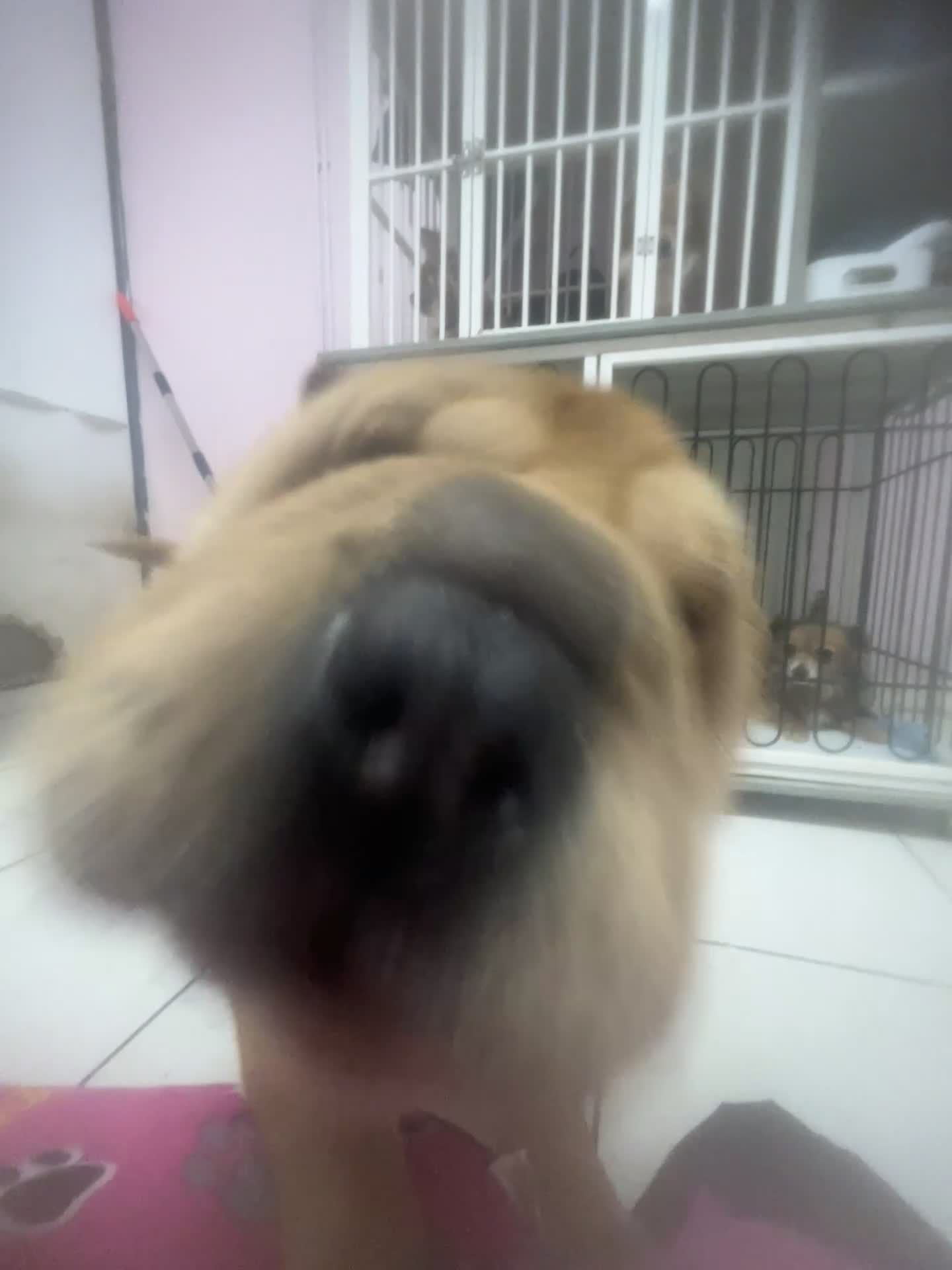 Shar Pei dogs for sale: Mr grey  in Kidderminster - Video 1