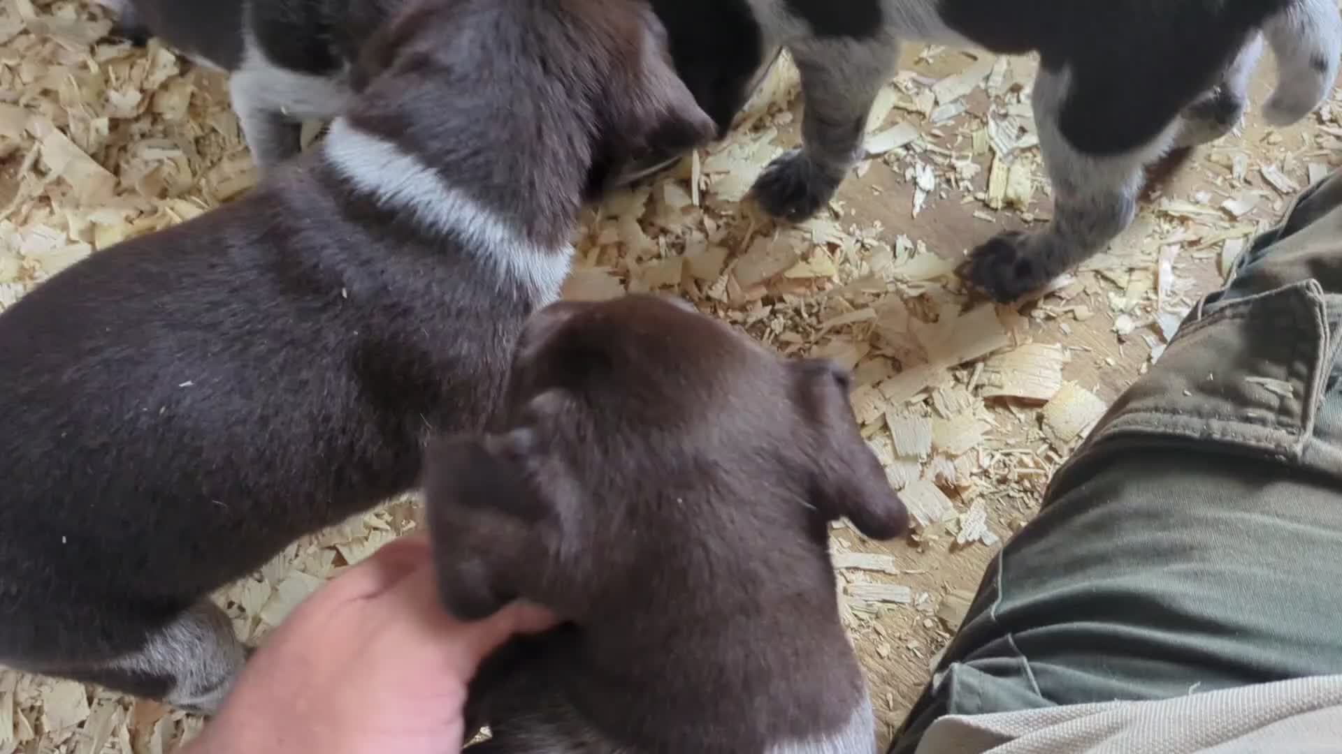 German Wirehaired Pointer dogs for sale: German Wirehaired Pointer puppies - Video 2