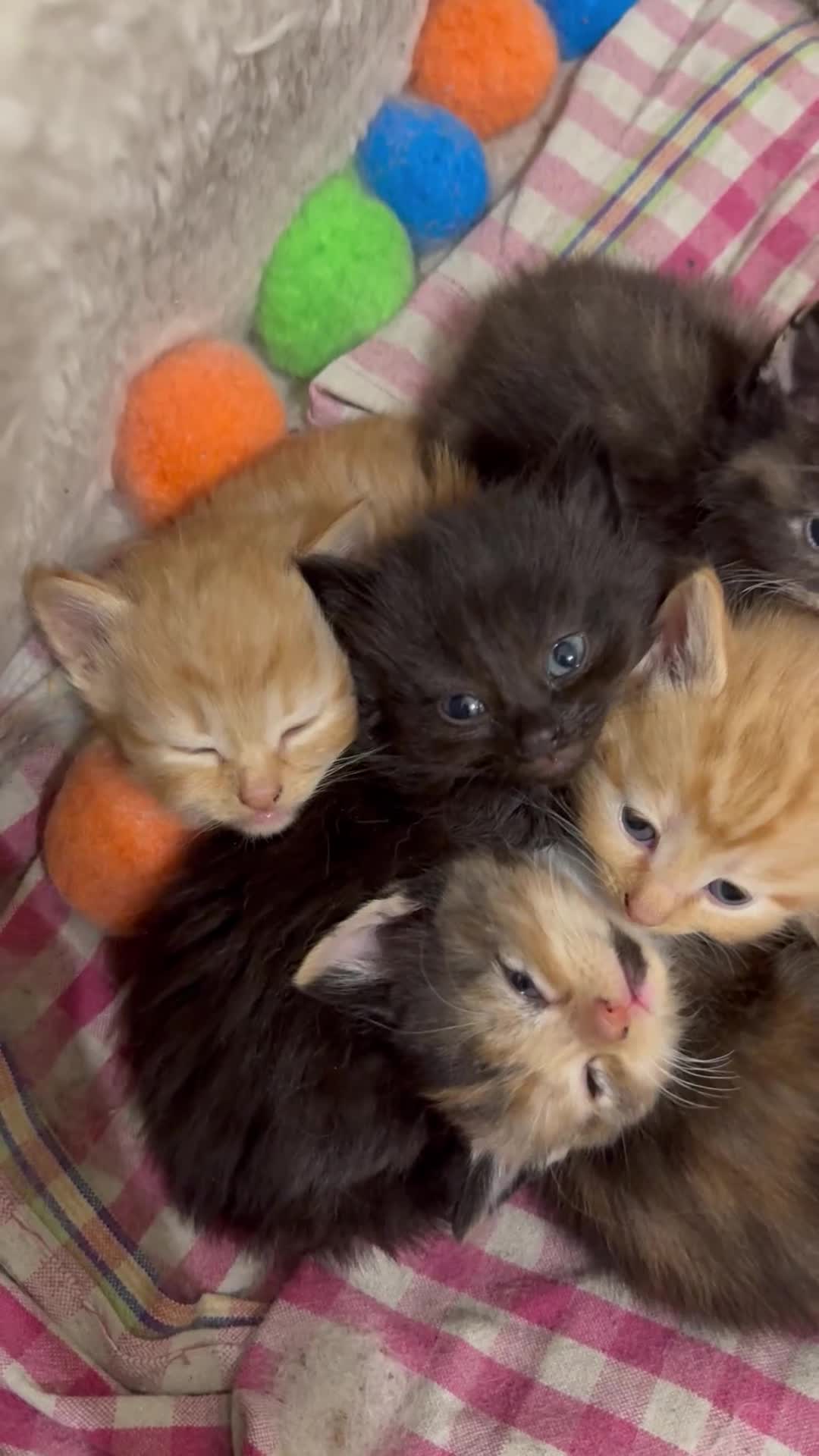 Siberian cats for sale: Beautifull siberian kittens - Video 2