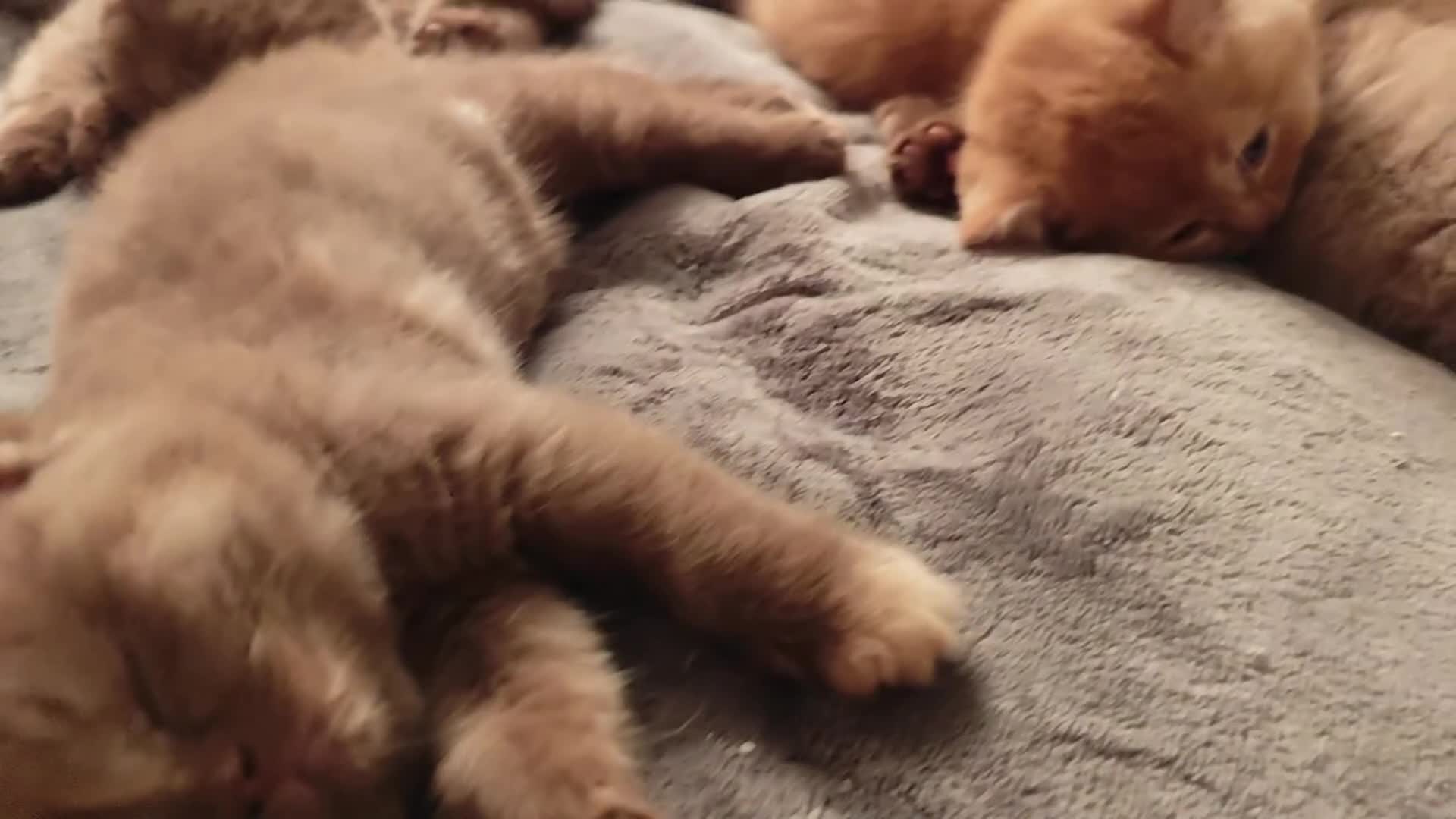 British Shorthair cats for sale: Cinnamon, Lilac & Ginger TICA Reg - Video 3