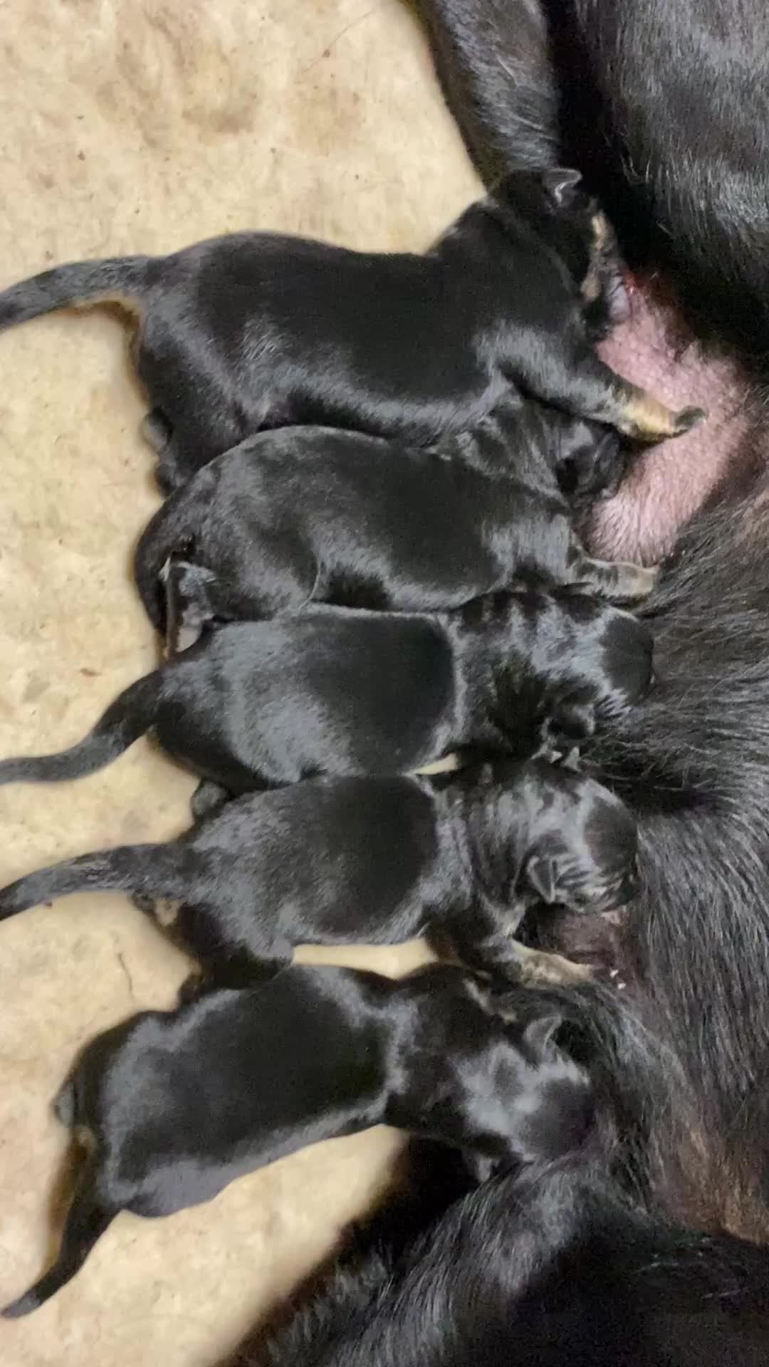 German Shepherd dogs for sale: KC Straight back GSD Puppies 🐶  - Video 3