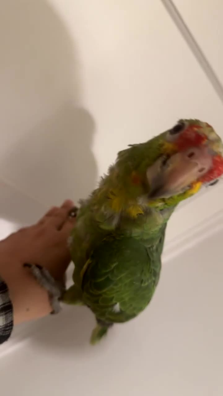 Parrots birds for sale: Beautiful red lored Amazon - Video 1
